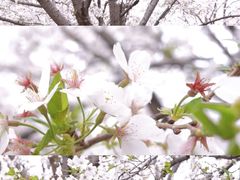 -西北湖绿化广场