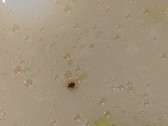 -杨国福麻辣烫(联合大学店)