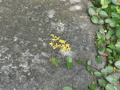 -中国茶叶博物馆(双峰馆区)