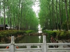 -合肥滨湖国家森林公园