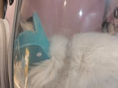 -恒幸动物医院·急重症转诊中心·神经内外科·CT核磁
