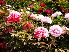 -莲花池公园