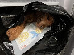 -爱侣宠医·鹦鹉专科·小型哺乳类·异宠专科(灵石路店)