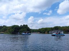 -上海共青森林公园