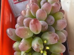 -马陆小张葡萄园农家乐