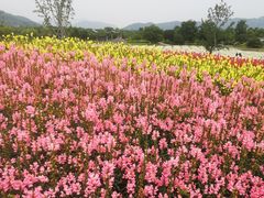 -径山花海