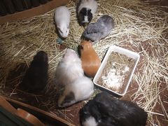 -藦茜花园宠物主题亲子互动体验馆(国顺东路店)