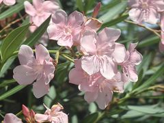 -槟城街头艺术街区