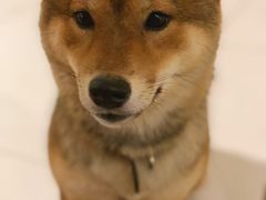 -柴务处·柴犬主题狗咖