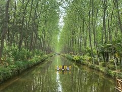 -合肥滨湖国家森林公园