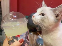 -猫色咖啡·猫咖
