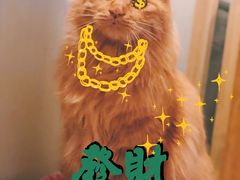 -喵五郎の猫咪酒店·专业洗护·寄养