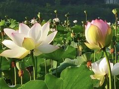-龙头寺公园
