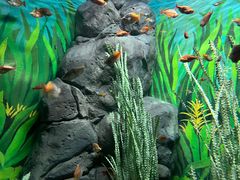 -上海海洋水族馆