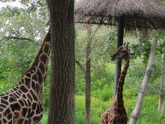 -北京野生动物园