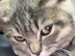 -宠爱国际动物医院· 猫科· 外科·中兽医(长白店)