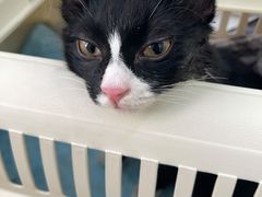 -喜多萌中农锦绣动物医院24H·猫科·牙科MRI·CT