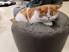 -飞行喵MR PILOT|猫舍·猫咖(静安大融城店)