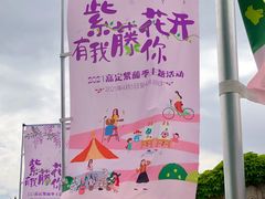 -嘉定紫藤园