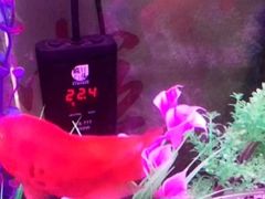 -玫瑰红烤羊排(北新桥三条店)