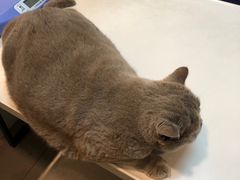 -御宝贝·A梦猫科宠物医院(国际猫友好医院)