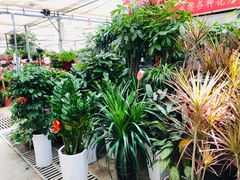 -秦美花卉(天朗·莱茵小城2期店)