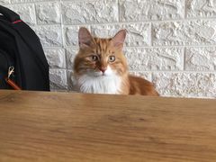 -平行世界·猫咖(首经贸店)