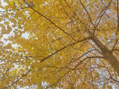 -华中科技大学百景园(三楼酒店)