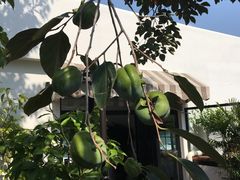 -素心小筑(后沙裕镇店)