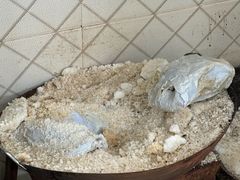 -吉英盐焗鸡(文中路店)