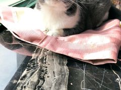 -联合动物医院(光谷诊疗中心)
