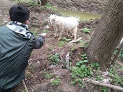 -合肥滨湖国家森林公园