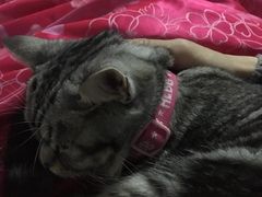 -荣耀金沙动物医院(清江西路店)