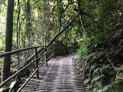 -西双版纳原始森林公园