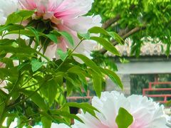 -莲花池公园