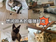 -李小姐の猫咖啡馆(五角场店)