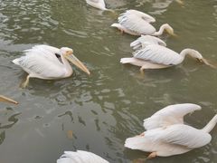 -广州长隆飞鸟乐园