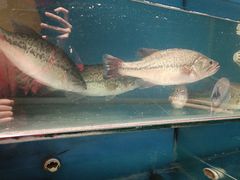 -鸿兴楼酒家嘉山路店