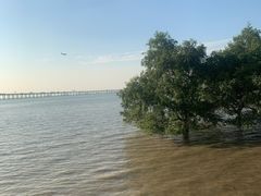 -宝安西湾红树林湿地公园