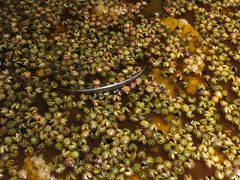 -胡马八破·川菜小馆(高新万达店)