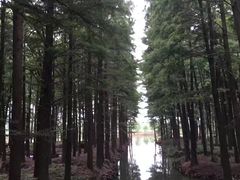 -溱湖国家湿地公园