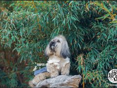 -超宠爱宠物摄影-Super pet
