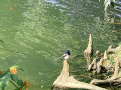 -中国科学院华南植物园