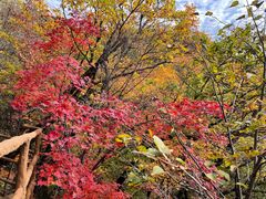 -天女山森林公园