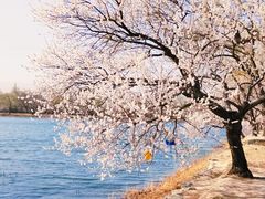 -颐和园-景明楼