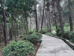 -铁山坪森林公园