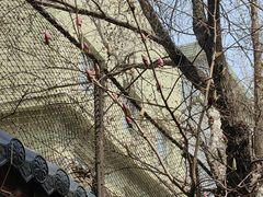 -长白岛森林公园