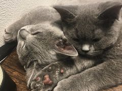 -猫友咖啡店(玉林西路店)