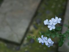 -黄龙溪古镇