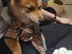 -逗柴咖啡屋·狗咖猫咖宠物桌游
